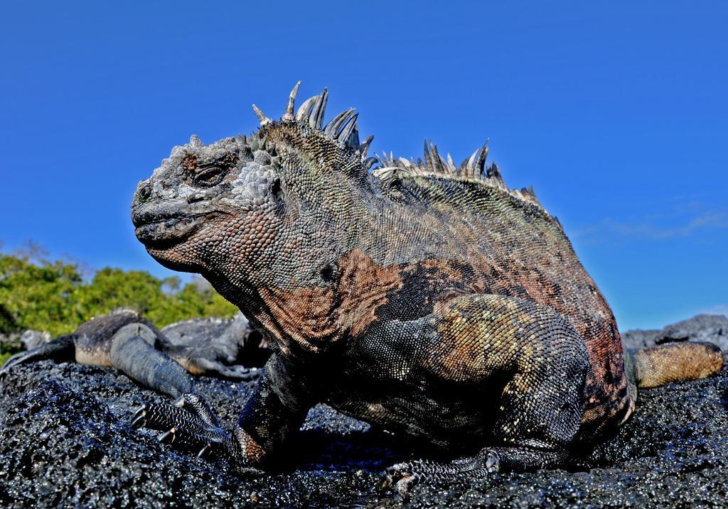 Galapagos Eco Friendly Bed & Breakfast Puerto Baquerizo Moreno Luaran gambar