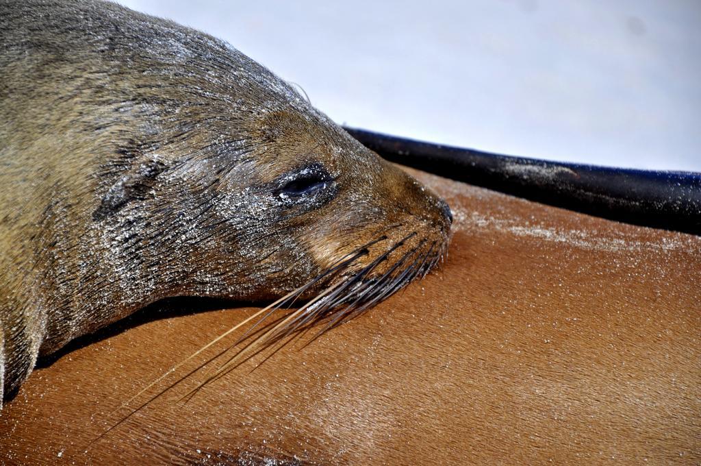 Galapagos Eco Friendly Bed & Breakfast Puerto Baquerizo Moreno Luaran gambar